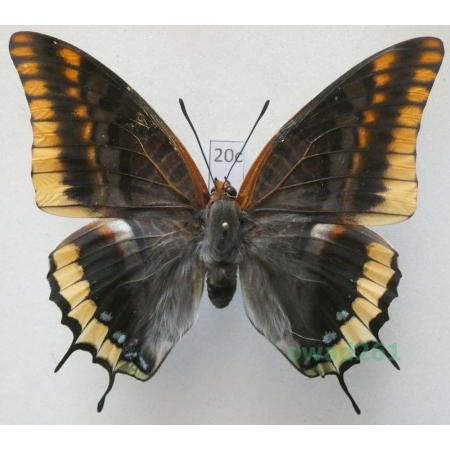 Charaxes jasius (Linnaeus, 1767) female Croatia 73mm20c